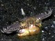 Инопланетная форма жизни или водный обитатель? Топ-10 самых странных существ из морских глубин